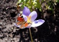 Peacock butterfly on autumn crocus Royalty Free Stock Photo