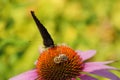 Peacock butterfly with bee on pink flower echinacea. Royalty Free Stock Photo