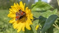 A peacock butterfly and bee together on a sunflower