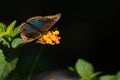 Peacock butterfly. Black background in the garden. Royalty Free Stock Photo