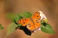 Peacock butterfly in brown background