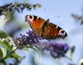 Peacock butterfly on Buddleia Bush Royalty Free Stock Photo