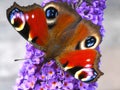 Peacock Butterfly on Buddleia Royalty Free Stock Photo