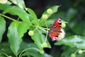 Peacock butterfly on button bush, or Cepalanthus Occidentalis. Spiky white balls of flowers in a dense spherical inflorescences Royalty Free Stock Photo