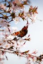 Peacock butterfly in cherry blossom