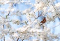 Peacock butterfly on cherry blossoms Royalty Free Stock Photo