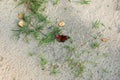 Peacock butterfly colourful aglais io on beach sand grass Royalty Free Stock Photo