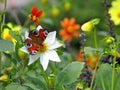 Peacock butterfly on dahlia Royalty Free Stock Photo