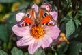 Peacock butterfly drinking nectar of magenta dahlia single flame Royalty Free Stock Photo