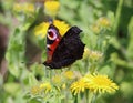 Peacock butterfly feeding on common fleabane