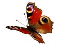 Peacock butterfly in flight (Inachis io) Royalty Free Stock Photo