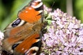 Peacock butterfly and flower Royalty Free Stock Photo