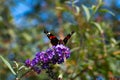 peacock butterfly on flower Royalty Free Stock Photo