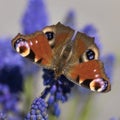 Peacock butterfly on flowers of starch grape hyacinth