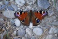 Peacock butterfly Royalty Free Stock Photo