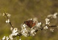 Peacock Butterfly on Hawthorne Blossom. Royalty Free Stock Photo