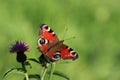 A peacock butterfly.Inachis io . Royalty Free Stock Photo