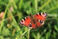 A peacock butterfly.Inachis io . Royalty Free Stock Photo