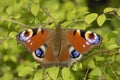 Peacock Butterfly - Inachis io Royalty Free Stock Photo