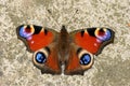 Peacock Butterfly , Inachis io Royalty Free Stock Photo