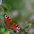 Peacock butterfly (Inachis io) Royalty Free Stock Photo