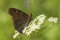 Peacock Butterfly - Inachis io