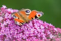 Peacock Butterfly - Inachis io