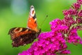 Peacock Butterfly - Inachis io