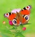 Peacock Butterfly (Inachis Io) on a Bushy Aster (A Royalty Free Stock Photo