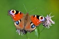 Peacock butterfly or Inachis io in close-up