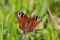 Peacock butterfly, Inachis io, drinks nectar while sitting on the dandelion Royalty Free Stock Photo