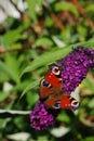 A peacock butterfly (Inachis io) Royalty Free Stock Photo