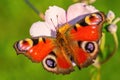 Peacock Butterfly - Inachis io