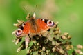 Peacock butterfly Inachis io sitting on a dry flower Royalty Free Stock Photo