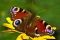 Peacock butterfly or Inachis io in summer