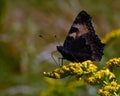 Peacock butterfly or Inachis io in summer on flower Royalty Free Stock Photo