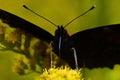 Peacock butterfly or Inachis io in summer on flower Royalty Free Stock Photo