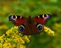 Peacock butterfly or Inachis io in summer on flower Royalty Free Stock Photo