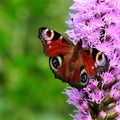 Peacock butterfly Inachis io Royalty Free Stock Photo