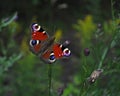 Peacock butterfly Inachis io Royalty Free Stock Photo