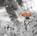 Peacock butterfly isolated on black-and-white background is sucking nectar from flower. European butterfly. Aglais io