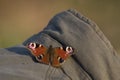 Peacock Butterfly landed on the jacket Photographer