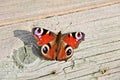 Peacock butterfly (Latin name: Inachis io)