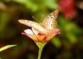 Peacock Butterfly on a Painted Daisy