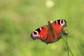 Peacock butterfly