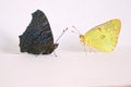 Peacock butterfly and pieridae butterfly