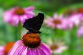 Peacock butterfly on pink echinacea blossom Royalty Free Stock Photo