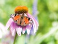 Peacock butterfly on pink echinacea blossom Royalty Free Stock Photo