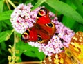 Peacock butterfly on pink flower Royalty Free Stock Photo