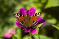 Peacock butterfly and a pink flower Royalty Free Stock Photo